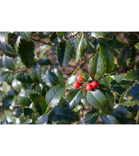 Илекс син, Джел	Ilex crenata 
