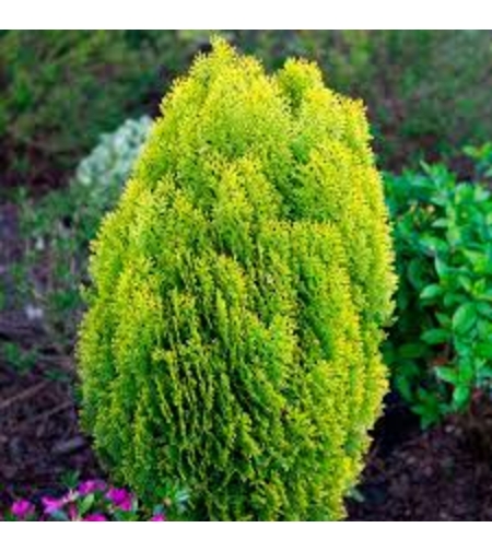 Туя Аурея нана	Thuja occ. 