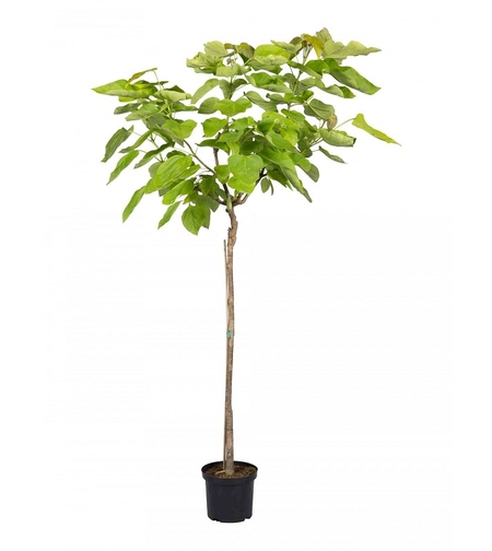 Каталпа ‘Aurea’ Catalpa bignonioides ‘Aurea’