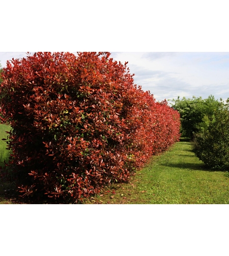 Фотиния	Photinia fraseri Red Robin