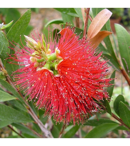 Калистемон (четковидно дърво) Callistemon rigidus