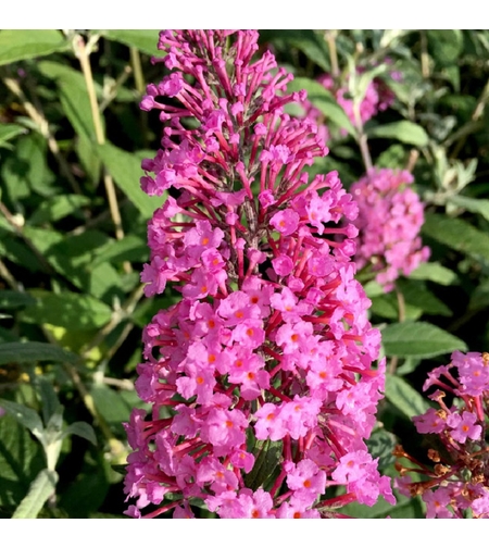 Будлея ‘Black Knight’ Buddleja davidii ‘Black Knight’