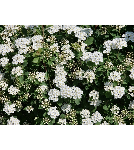 Спирея Ван Хутей, майски сняг 	Spiraea 