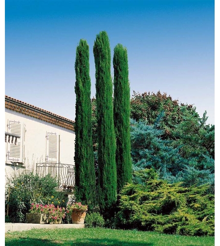 Италиански кипарис ‘Totem’ Cupressus sempervirens ‘Totem’