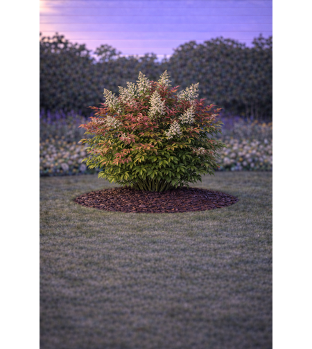 Нандина домашна Nandina domestica