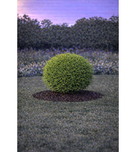 Орлов нокът дребнолистен Lonicera nitida