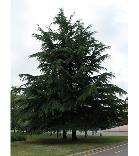 Кедър ливански висок Cedrus libani