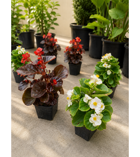 Бегония вечноцъфтяща 'Begonia semperflorens'