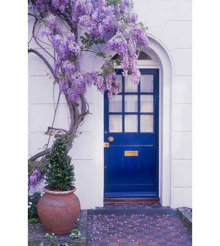 Вистерия, глициния Wisteria chinensis