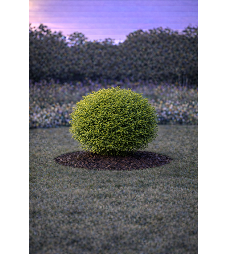 Лигуструм овалолистен Ligustrum ovalifolium