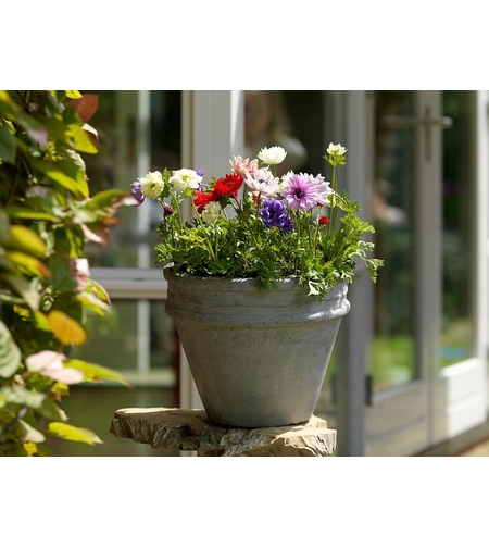 Анемония (коронария) Anemone coronaria