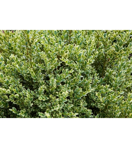 Евонимус микрофила	Euonimus japonicum 