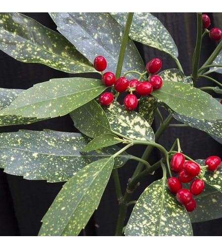 Аукуба ‘Crotonifolia’ Aucuba japonica ‘Crotonifolia’