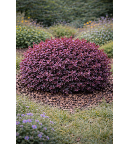Берберис Тунберг ‘Atropurpurea Nana’ Berberis thunbergii ‘Atropurpurea Nana’