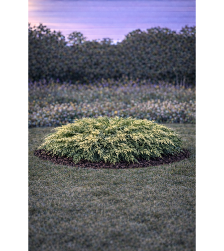 Хвойна сабина (пъстра) Juniperus sabina ‘Variegata’