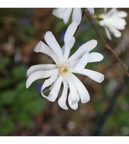 Магнолия звездовидна Magnolia stellata