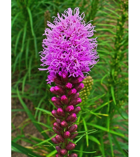 Лиатрис Liatris spicata