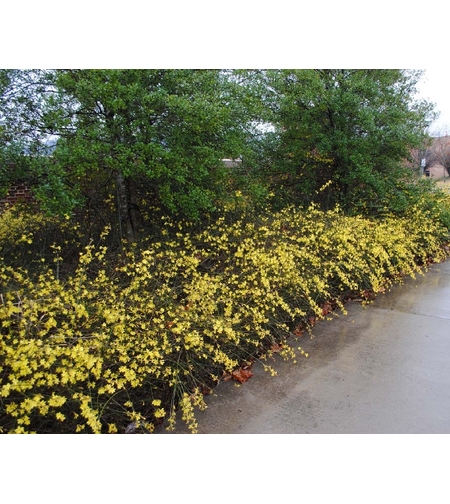 Жасмин зимен Jasminum nudiflorum