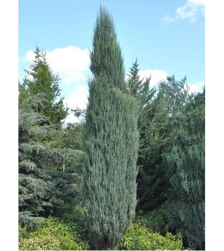 Хвойна, Смрика, Юниперус Блу Ароу | Juniperus scopulorum 'Blue Arrow'