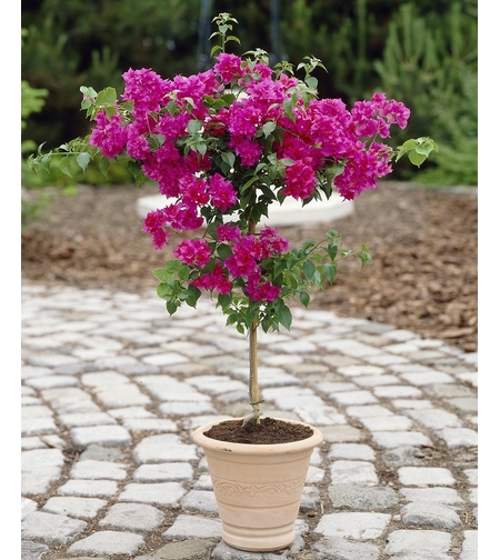 Бугенвилия (микс) Bougainvillea spp.