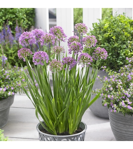 Декоративен лук ‘Christophii’ Allium cristophii