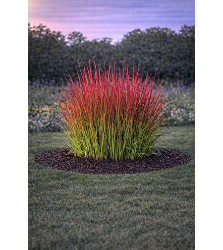 Императа ‘Red Baron’ Imperata cylindrica ‘Red Baron’