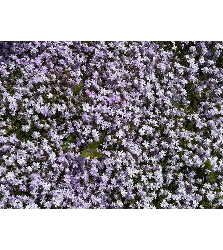 Флокс Phlox subulta mix