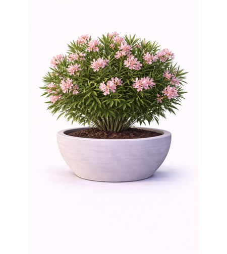 Зокум (олеандър) Nerium oleander