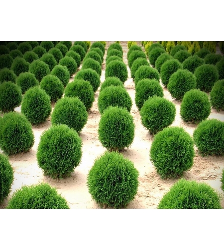 Туя ‘Tiny Tim’ Thuja occidentalis ‘Tiny Tim’