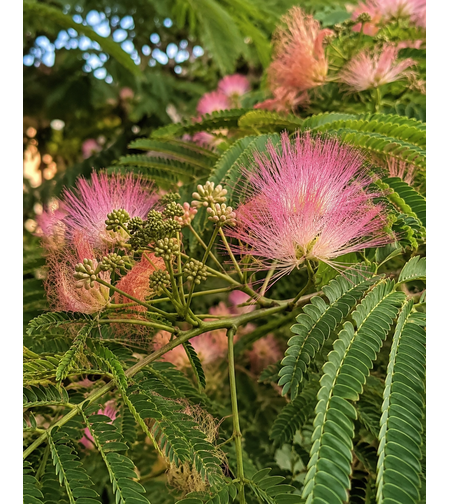 Албиция / Копринено дърво 'Albizia julibrissin'