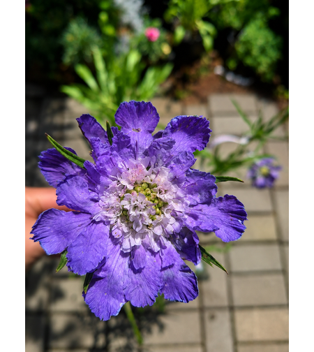 Скабиоза кавказка 'Scabiosa caucasica'