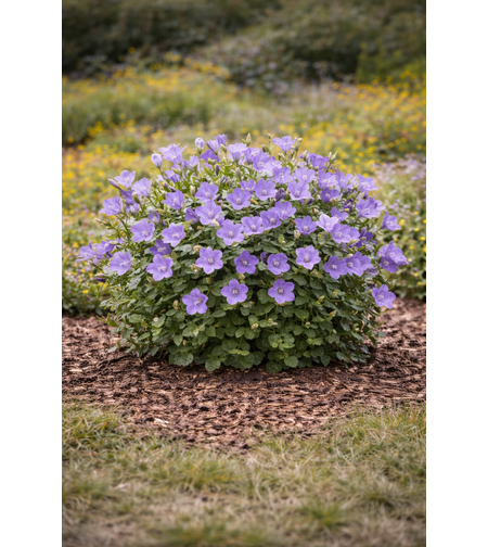 Кампанула (камбанка) Campanula carpatica