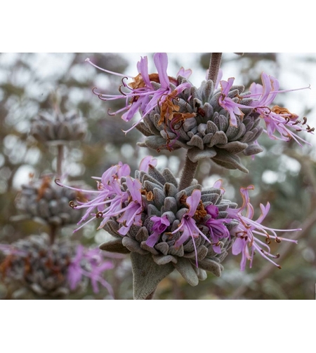 Салвия (градински чай) Salvia officinalis