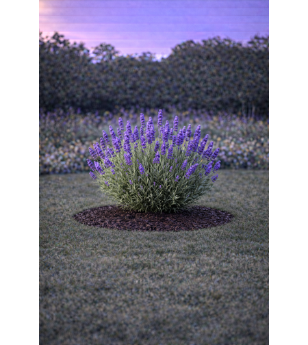 Лавандула Lavandula angustifolia
