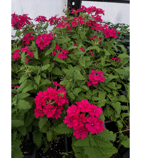 Вербена 'Verbena spp.'