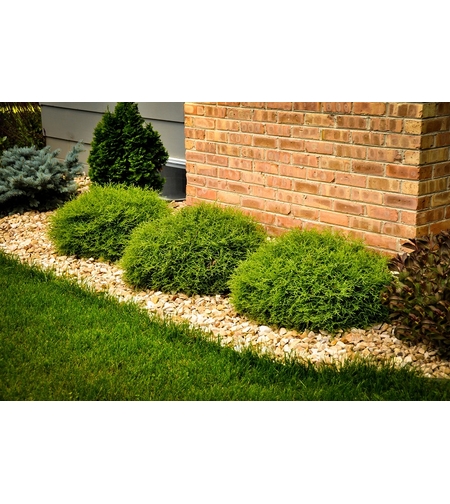 Туя западна ‘Bowling Ball’ Thuja occidentalis ‘Bowling Ball’