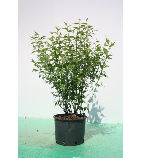 Керия японска Kerria japonica