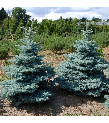 Смърч ‘Oldenburg’ Picea pungens ‘Oldenburg’