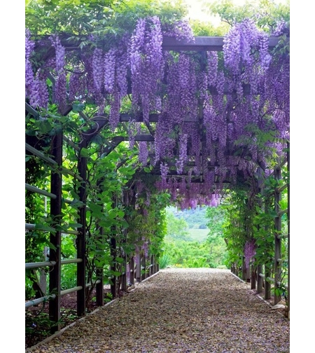 Вистерия, глициния Wisteria chinensis