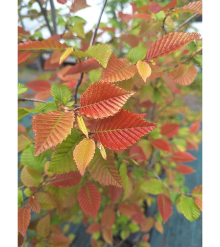 Габър ‘Carpinus betulus’