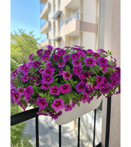 Калибрахоа Calibrachoa spp.