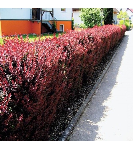 Берберис Тунберг ‘Atropurpurea Nana’ Berberis thunbergii ‘Atropurpurea Nana’