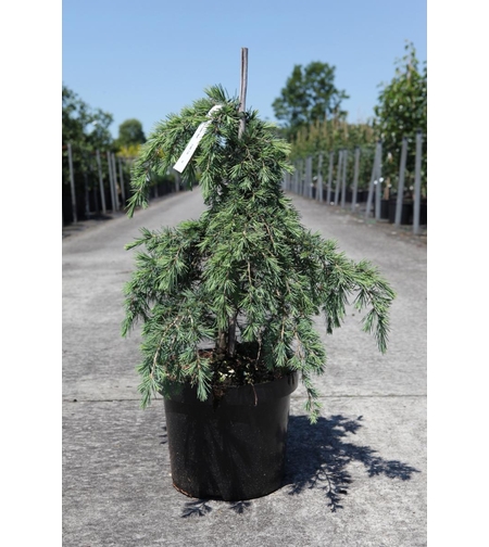 Кедър хималайски плачещ Cedrus deodara ‘Pendula’