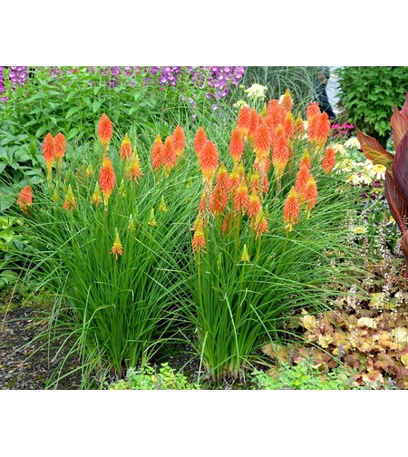 Книфофия Kniphofia uvaria