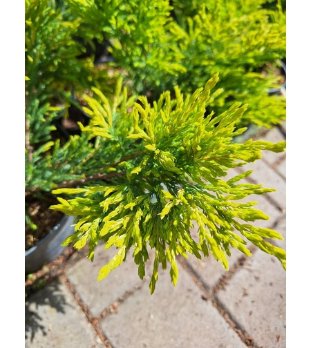 Хвойна ‘Old Gold’   'Juniperus Old Gold’