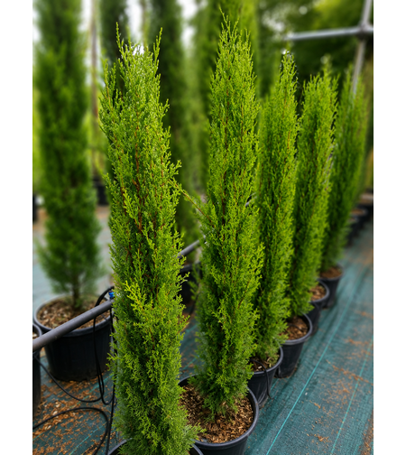 Кипарис Тотем Cupressus sempervierens 