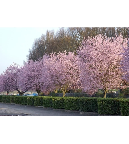 Джанка ‘Nigra’ Prunus cerasifera ‘Nigra’