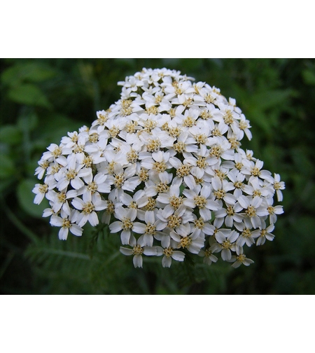Ахилея (равнец) Achillea spp.