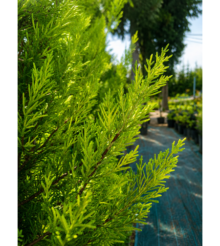 Лимонов кипарис ‘Goldcrest’ 'Cupressus macrocarpa Goldcrest'