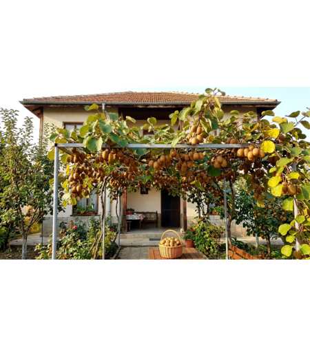 Киви ‘Hayward’ / Actinidia deliciosa ‘Hayward’